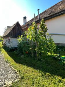 un giardino di piante di pomodoro accanto a una casa di Szarata204 