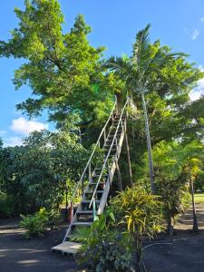 Lénakel的住宿－Tanna tree house and bangalows，爬到棕榈树的梯子