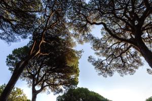 zwei große Bäume mit dem Himmel im Hintergrund in der Unterkunft Camping Village Il Sole in Marina di Grosseto