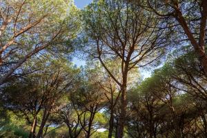 las drzew z niebem w tle w obiekcie Camping Village Il Sole w mieście Marina di Grosseto