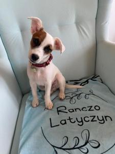 un piccolo cane seduto sopra una sedia di RanczoLatyczyn 