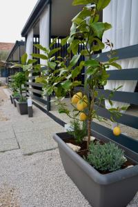a row of potted plants sitting next to a building at Mobile home Anita in Sveti Petar