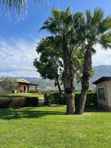 Deux palmiers dans l'herbe devant une maison dans l'établissement Villa Arianna, à Cori