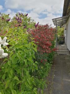 a garden with red and white flowers next to a house at Freistehendes Ferienhaus in Adendorf mit Terrasse, Grill und Garten in Adendorf