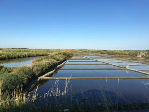 a row of wetlands with grass and water at Maison de paludier dans hameau de charme in Guérande +7 photos