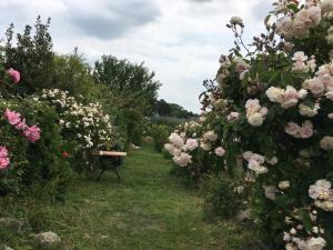 una fila de arbustos con rosas rosas y rosas blancas en Maison de paludier dans hameau de charme, en Guérande