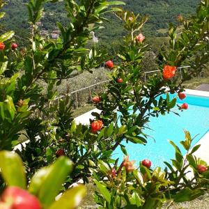 un árbol con fruta roja junto a una piscina en Appartement in Rignano Sull'arno mit Schöner Terrasse, en Rignano sullʼArno