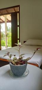 a plant in a bowl on a table next to two beds at Evi's Place in Galle