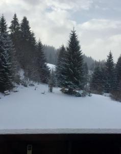 a snow covered field with trees in the background at Ferienwohnung in Frauenberg mit Garten in Haidmühle