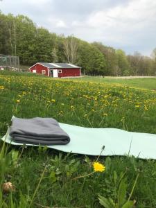 une planche de surf sur l'herbe dans un champ dans l'établissement Stenlid - Med naturen och lugnet i fokus, à Veddige