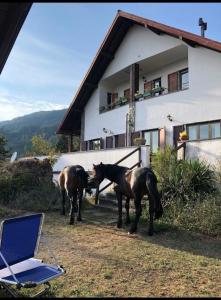 dos caballos parados frente a una casa en Ferienwohnung für 4 Personen 1 Kind ca 50 qm in Borzonasca, Ligurien Provinz Genua, en Borzonasca