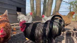 un grupo de pollos de pie junto a una valla en Hoeve bij Vosselen en Asten