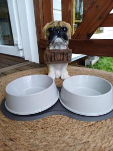 a dog is standing next to two empty plates at *Air-conditioned* Mobilhome near Europapark in Boofzheim