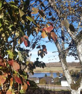 einen Blick auf einen See durch die Blätter eines Baumes in der Unterkunft Ferienhaus Schwalbennest Schalkenmehren in Schalkenmehren