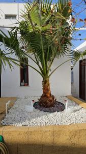 a palm tree and some white ducks in a yard at ASTORIA lindos in Lindos