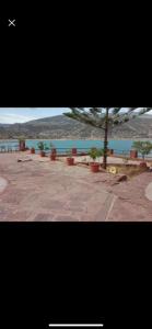 a group of potted plants and a tree next to the water at Villa arri atlas in Bine el Ouidane