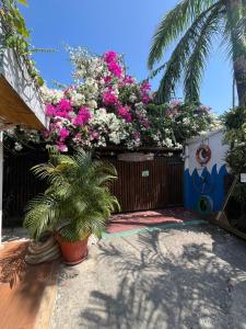 Posada Amaripucci外面的花园