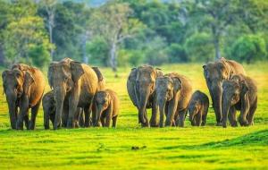 a herd of elephants walking in a field at Jo Jo Family Resort in Habarana +14 photos