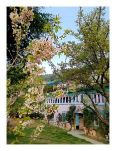 a tree with pink flowers in front of a building at Farmvilla Homestay in Kalpa