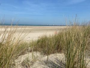 a sandy beach with tall grass in the sand at Residentie Nivaria Zeebrugge, appartement met 1 slaapkamer aan de jachthaven in Zeebrugge