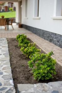 a row of green plants in front of a house at Villa Portico in Badacsonytomaj