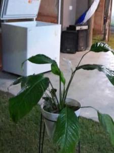 eine grüne Pflanze in einem weißen Topf auf dem Boden in der Unterkunft Mi Quincho Cañuelas in Cañuelas
