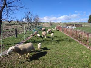 a herd of sheep grazing in a field at Privat Sabaka - Chalupa pod Kriváňom vo Východnej in Východná