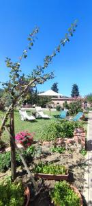 a garden with plants and chairs and an umbrella at Agriturismo Il Pozzo in Castiglione dʼOrcia