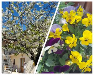 dos fotos de flores frente a un edificio en Bed & Breakfast Barbara, en Borgo Grotta Gigante