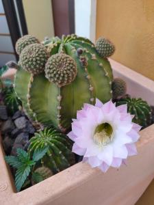 a cactus with a pink flower in a pot at Pombas Brancas Hotel in Mindelo