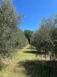 una fila de olivos en un campo en Casale dell'Assiolo Bed and Breakfast, en Petrignano sul Lago