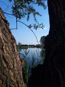 una vista de un cuerpo de agua a través de un árbol en Buzogány Vendégház, en Lipót
