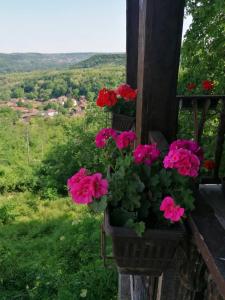 a bunch of geraniums on a window with a view at Country house pivnica Milic Rogljevo in Rogljevo