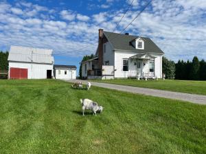 two sheep grazing in a field in front of a house at Gite - La ruée vers l'orge in Trois-Rivières