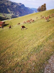 a herd of deer grazing on a grassy field at Wohnung in Pidingerau mit Großer Terrasse in Piding