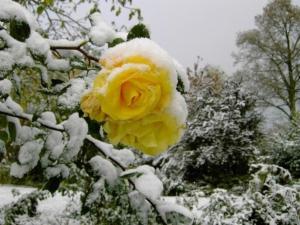a yellow rose covered in snow on a tree at Ferienwohnung in Schlag mit großer Terrasse - b57148 in Kirchdorf im Wald