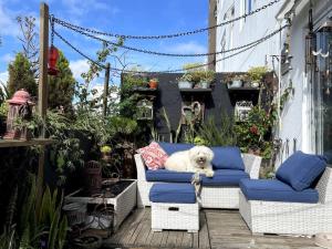 危地馬拉的住宿－Bonito apartamento en zona 1 Ciudad de Guatemala，一只白色的狗躺在庭院的蓝色沙发上