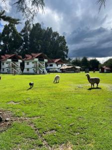 a group of sheep grazing in a grass field at RESORT ALAPA in Huancayo