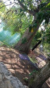 a tree sitting next to a chair under a tree at Paraíso Verde in Tambaca