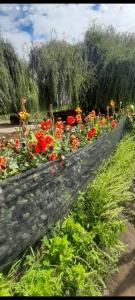 una fila de flores en un jardín de flores en Lela colonia en Colonia Las Rosas