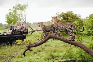 dos guepardos de pie en la parte superior de una rama de árbol en Serene Park Hotel By Ark en Tissamaharama