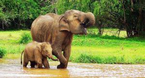 een volwassen olifant en een baby olifant die in het water lopen bij Serene Park Hotel By Ark in Tissamaharama