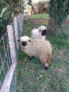 dos ovejas de pie en la hierba junto a una valla en gîte les Blés Dorés, en Corgengoux