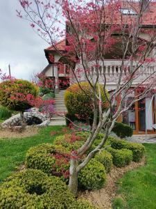 un árbol con flores rosas delante de un edificio en Villa Lotus en Štrigova