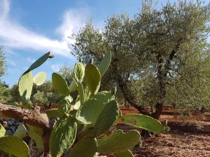una espinosa planta de peras con árboles en el fondo en Logement vue sur les oliviers, en Le Lamie di Olimpe