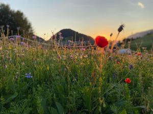 a field of flowers with a red flower in the middle at Haus Chorblick in Westendorf