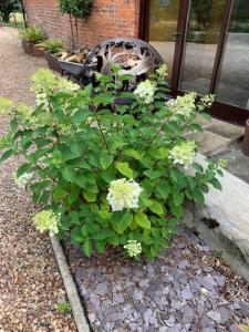 une plante avec des fleurs blanches devant un bâtiment dans l'établissement Brickfields Farm, à Kirkbymoorside