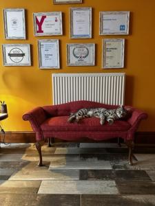 um gato deitado num sofá vermelho num quarto em Brickfields Farm em Kirkbymoorside