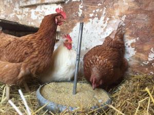 Tiere im Ferienhaus oder in der Nähe