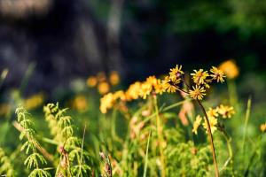 un campo de flores amarillas en la hierba en Am Weberfeld Bodenmais en Bodenmais